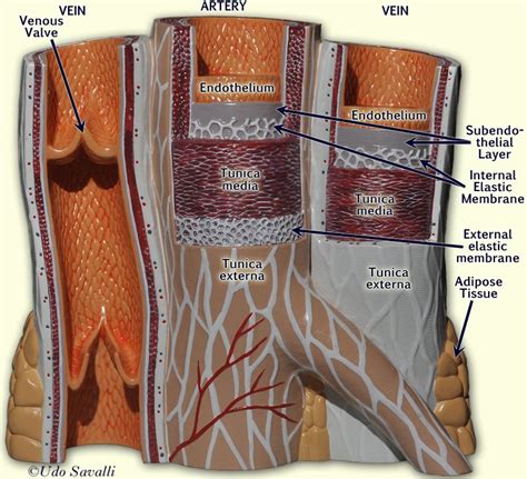 BIO202-Vessel Structure