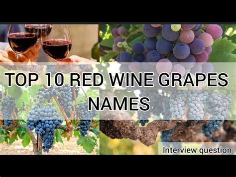 Red wine grapes varieties|Most popular red wine grape names - YouTube