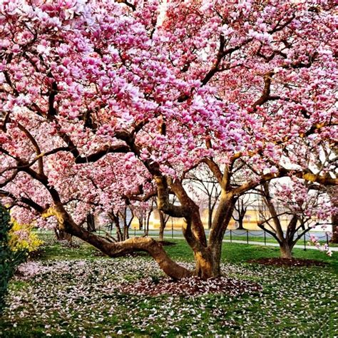 Your Complete Guide To Magnolia Trees | The Tree Center™