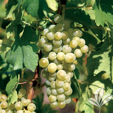 Niagara Grape - Texas Pecan Nursery