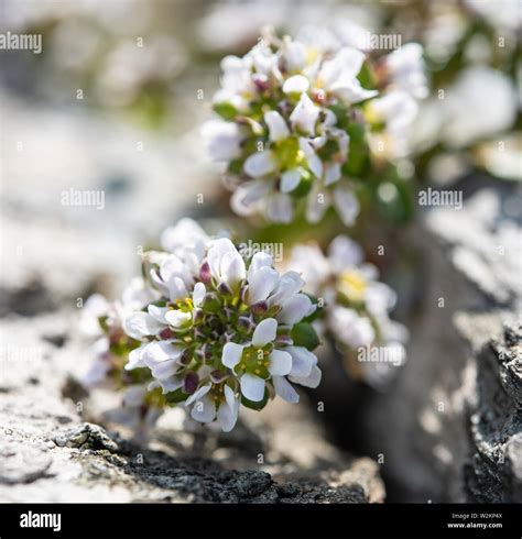 White alyssum plant flower close-up, growing in rocks Stock Photo - Alamy