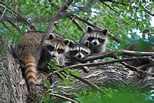 Raccoon - Wikipedia