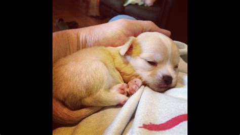 chihuahua puppy sleeping - YouTube