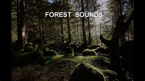 Deep relaxing music forest sounds - YouTube