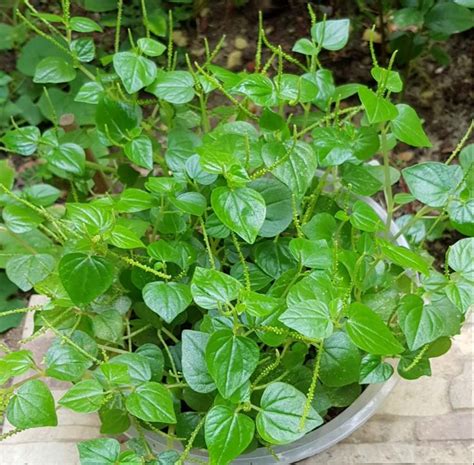 30 Pansit Pansitan Shiny Bush Herb Peperomia Seeds