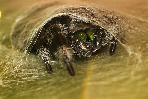 Salticidae (Jumping Spiders) | Flickr