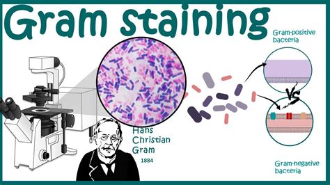 GRAM STAINING | Gram staining protocol | Bacterial Staining Technique | Microbiology - YouTube