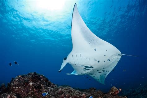 Giant Manta Ray Facts & Information Guide - American Oceans