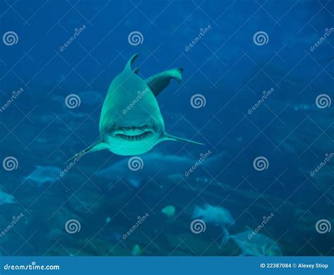 Tiger Shark stock photo. Image of attack, marine, fish - 22387084