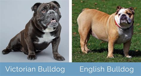 Victorian Bulldog vs. English Bulldog: What’s the Difference? | Hepper