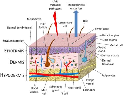 Pin on Hair follicle | Epidermis, Skin structure, Lymph vessels