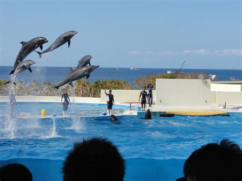 Okinawa: A Marine Adventure: Ocean Expo Park Dolphin Show & Churaumi Aquarium Playground