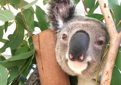 Gold Coast koala feeding farm lands wins funding from Landcare ...