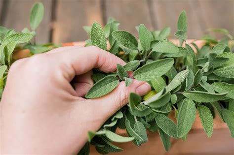 Culinary Sage: Plant Care & Growing Guide