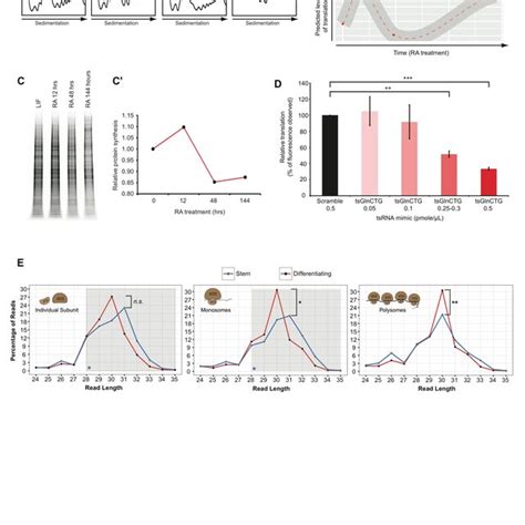 Molecular function of tsRNAs. (A) Polysome profiles and corresponding... | Download Scientific ...