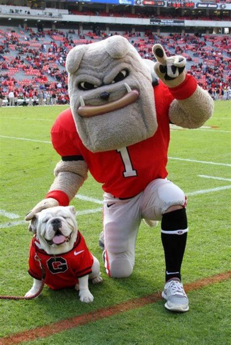 The Ultimate Guide To UGA Orientation - Society19 | Georgia bulldog mascot, Georgia dawgs ...