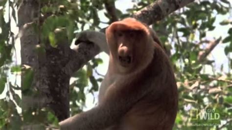 Proboscis Monkey Call - YouTube