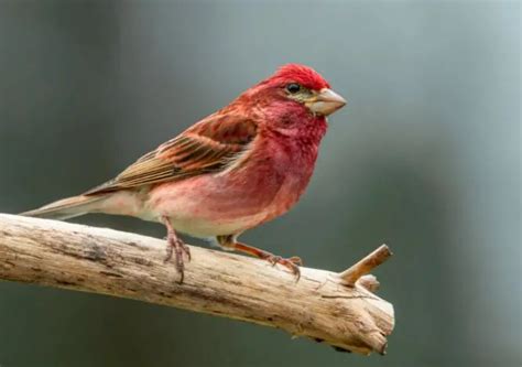 New Hampshire State Bird: Pictures, Fun Facts I TheBirdPedia