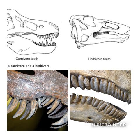 Dinosaur Teeth Comparison: meat eating vs plant eating Fossils ...