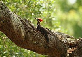 Habitat of the Ivory-billed Woodpecker | eHow | Woodpecker, Habitats ...