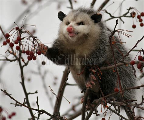 Opossum eating fruit in a tree in Waukesha County Wisconsin on December ...