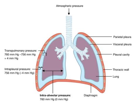 Describe the Process of Pulmonary Ventilation