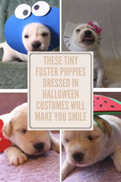 These Tiny Foster Puppies Dressed in Halloween Costumes Will Make You Smile | Foster puppies ...