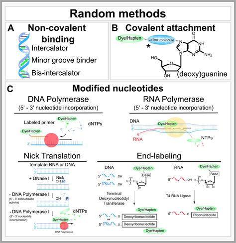 Stealth Fluorescence Labeling For Live Microscopy Imaging Of MRNA ...