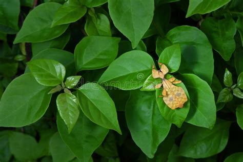 Leaf Insect in Nature Background. Stock Photo - Image of grasshopper, objects: 111751520