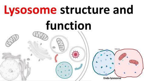 Lysosome structure and function - YouTube