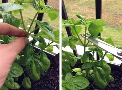 Harvesting Basil // Container Gardening