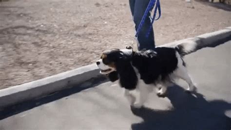 Dog Puppy GIF by Xyngular - Find & Share on GIPHY