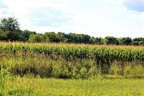 Ohio Fields stock image. Image of farm, crop, growing - 98543869