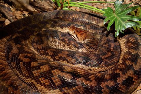 Scrub Python Australian Longest Snake Photograph by Miroslava Jurcik