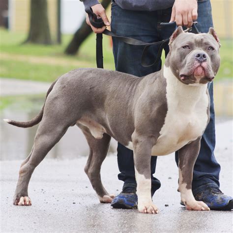 XL Bully Studs Archives - XL American Bully Breeders in NW Ohio