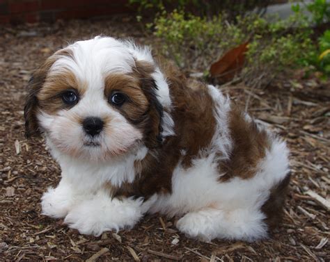 Lhasa Apso - Puppies, Rescue, Pictures, Information, Temperament, Characteristics | Animals Breeds