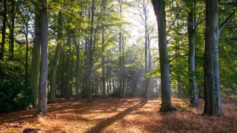 Sherwood Forest trees 'thriving' after takeover, says RSPB - BBC News