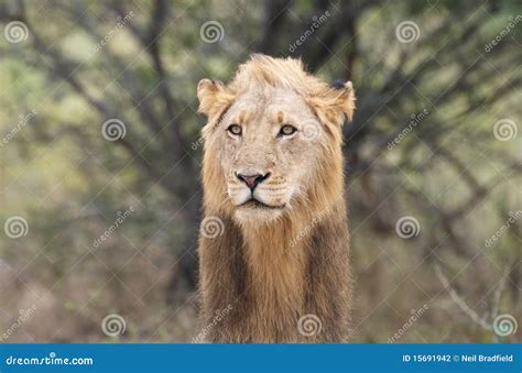 Lion Mane stock photo. Image of kruger, mane, animal - 15691942