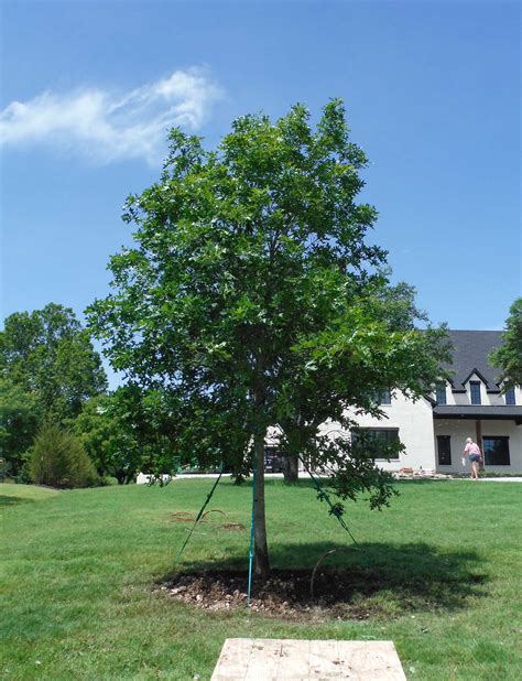 Shumard Red Oak Tree - Dallas, Texas - Treeland Nursery