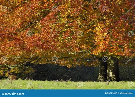 Autumn Beech Tree stock image. Image of westonbirt, forest - 20771465