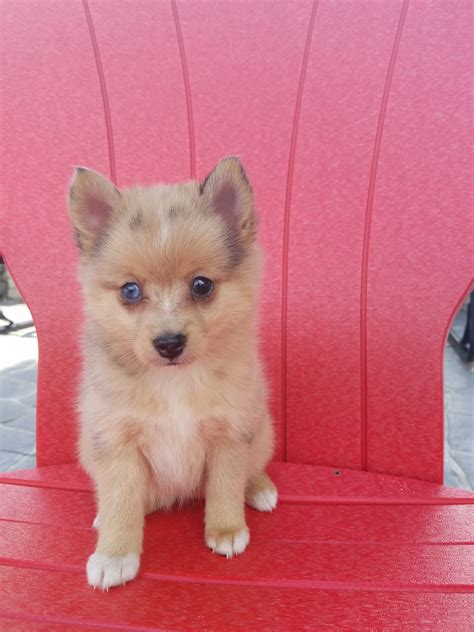 Pomsky Puppies For Sale | Shipshewana, IN #281057