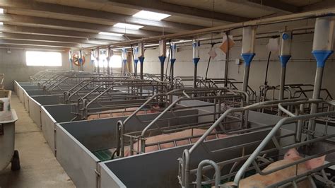 The ideal farrowing facilities: nr of crates, room size, type of crate - Articles - pig333, pig ...