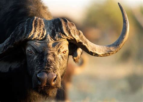 23 African Cape Buffalo Facts (Syncerus caffer) | Storyteller Travel