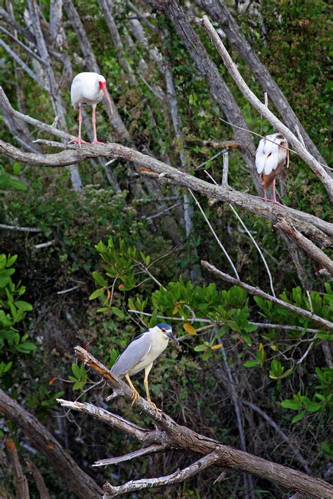 Everglades National Park: Matthew Sileo Photography | Birds, Wildlife ...