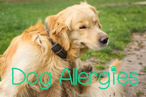 9 Most Common Dog Allergies: Symptoms and Treatment