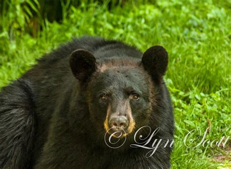 Black Bear Nature, Wildlife Photography, Fine Art Print, Landscape ...