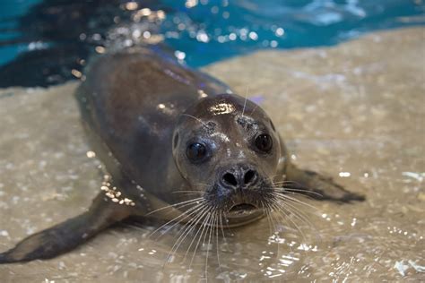 Seal: Noelani | Aquarium