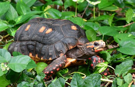 Red Foot Tortoise Care Guide - Red Foot Tortoise Caresheet - Reptile Cymru