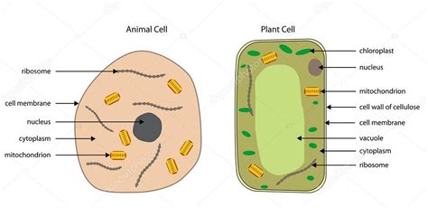 Palisade Cell Diagram