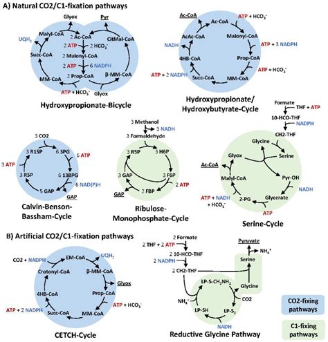 Carbon Fixation Diagram